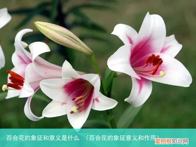 百合花的象征意义和作用 百合花的象征和意义是什么