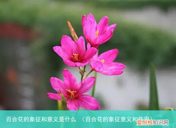 百合花的象征意义和作用 百合花的象征和意义是什么