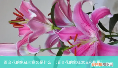 百合花的象征意义和作用 百合花的象征和意义是什么