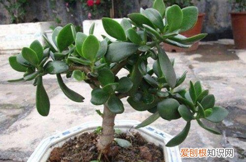 玉树出现黄叶怎么回事 玉树叶子发黄是怎么回事？怎么救？