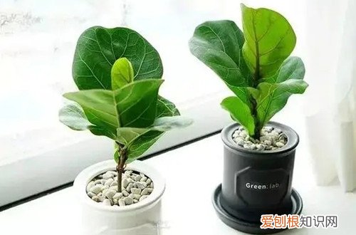 琴榕叶子发黄是怎么回事 琴叶榕黄叶怎么回事？怎么救？