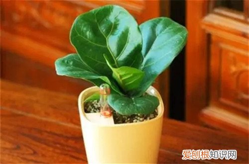 琴榕叶子发黄是怎么回事 琴叶榕黄叶怎么回事？怎么救？