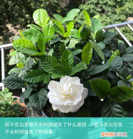 栀子花出花苞不长时间就死了咋回事 栀子花出花苞不长时间就死了什么原因