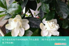 栀子花出花苞不长时间就死了咋回事 栀子花出花苞不长时间就死了什么原因