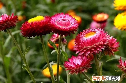 麦杆菊的花期怎么浇水 麦杆菊一年能开几次花？冬天要怎么养护？