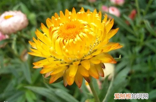 麦杆菊的花期怎么浇水 麦杆菊一年能开几次花？冬天要怎么养护？
