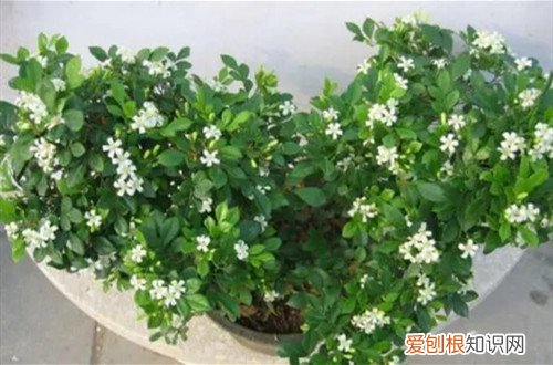 九里香花冬季怎么养 九里香冬天怎么养护？做好这几点，来年植株就可以长得好！