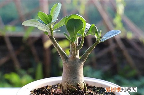 沙漠玫瑰掉叶子怎么办 沙漠玫瑰掉叶子是什么原因？怎么救？