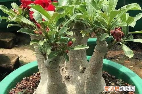 沙漠玫瑰掉叶子怎么办 沙漠玫瑰掉叶子是什么原因？怎么救？