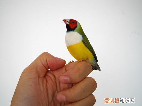 你知道饲养饲养七彩文鸟要哪些设备吗英文 你知道饲养饲养七彩文鸟要哪些设备吗英语