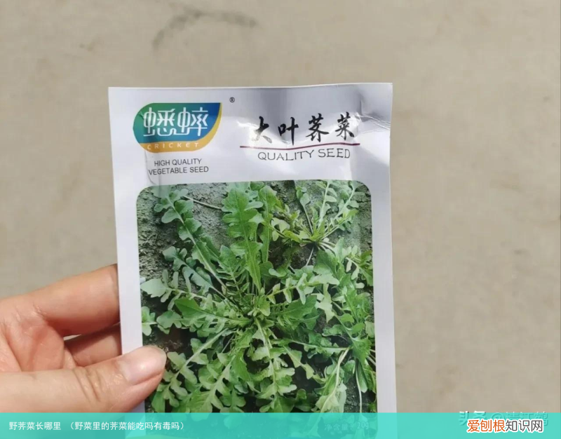 野菜里的荠菜能吃吗有毒吗 野荠菜长哪里