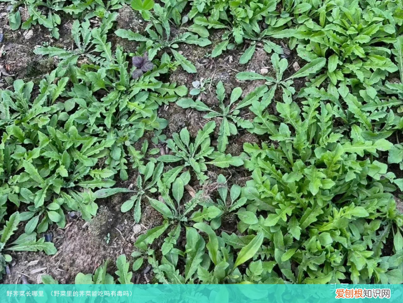 野菜里的荠菜能吃吗有毒吗 野荠菜长哪里