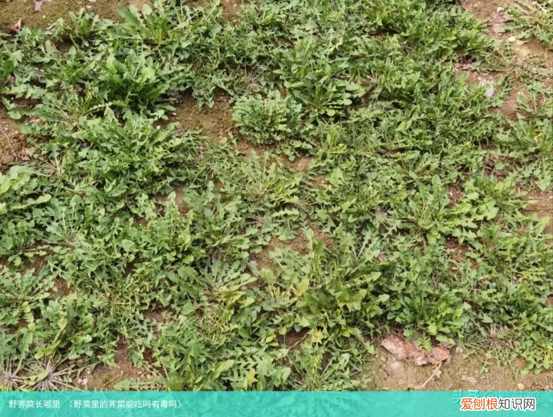 野菜里的荠菜能吃吗有毒吗 野荠菜长哪里