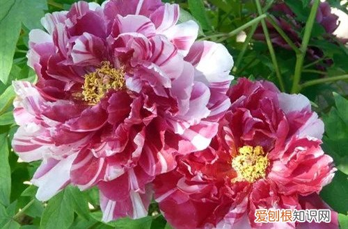 牡丹花怎么过冬天 牡丹花冬天怎么养护?有哪些养护方法?