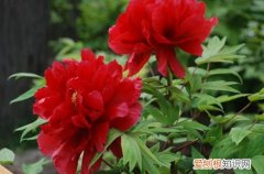 牡丹花怎么过冬天 牡丹花冬天怎么养护？有哪些养护方法？