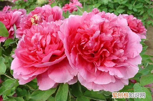 牡丹花怎么过冬天 牡丹花冬天怎么养护?有哪些养护方法?