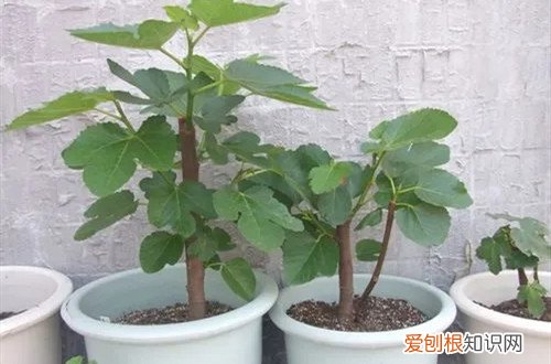 无花果冬天怎样管理 无花果冬天怎么养护？有哪些养护方法？