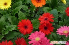 非洲菊种植多久开花 非洲菊冬天还能开花吗？冬天怎么养护？