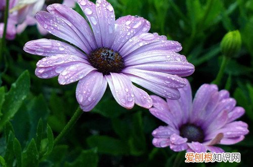 非洲菊种植多久开花 非洲菊冬天还能开花吗？冬天怎么养护？