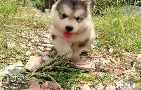 狗咬主人怎么办，狗喜欢咬人玩儿教你怎么轻松训练，狗狗想咬人怎么训练