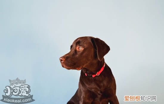 狗咬主人怎么办，狗喜欢咬人玩儿教你怎么轻松训练，狗狗想咬人怎么训练