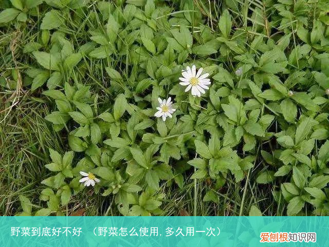 野菜怎么使用,多久用一次 野菜到底好不好