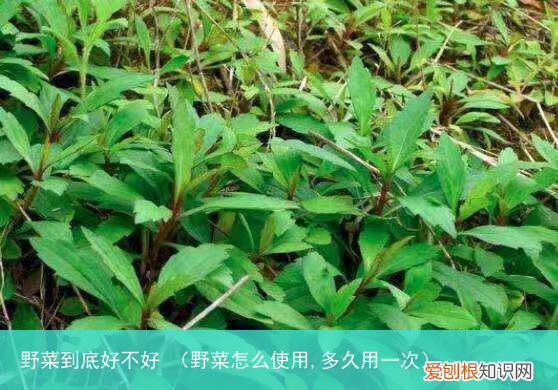 野菜怎么使用,多久用一次 野菜到底好不好