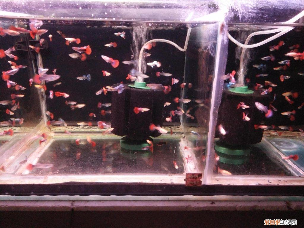 水妖精是什么? 水妖精主要作用
