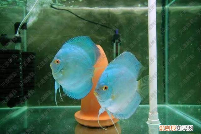 水妖精是什么? 水妖精主要作用