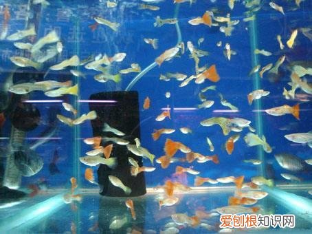 水妖精是什么? 水妖精主要作用