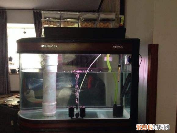 水妖精是什么? 水妖精主要作用