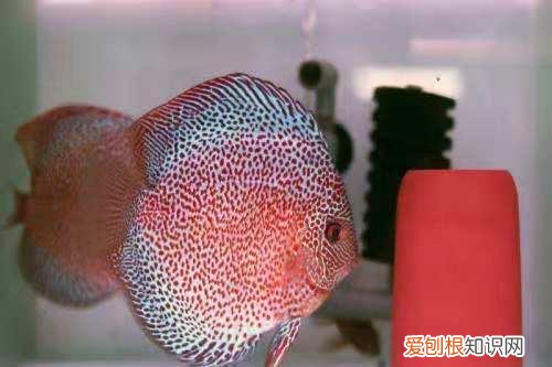 水妖精是什么? 水妖精主要作用