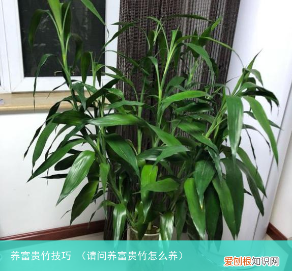 请问养富贵竹怎么养 养富贵竹技巧