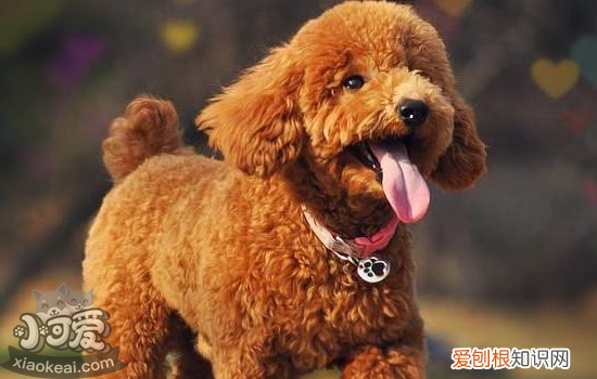 狗狗打架怎么办，主人可以试试这两个方法，狗狗打架怎么处理