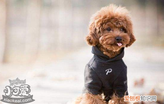 狗狗打架怎么办，主人可以试试这两个方法，狗狗打架怎么处理