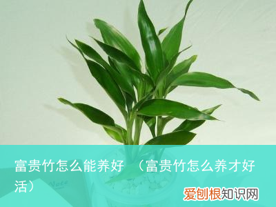 富贵竹怎么养才好活 富贵竹怎么能养好