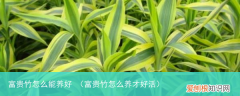 富贵竹怎么养才好活 富贵竹怎么能养好