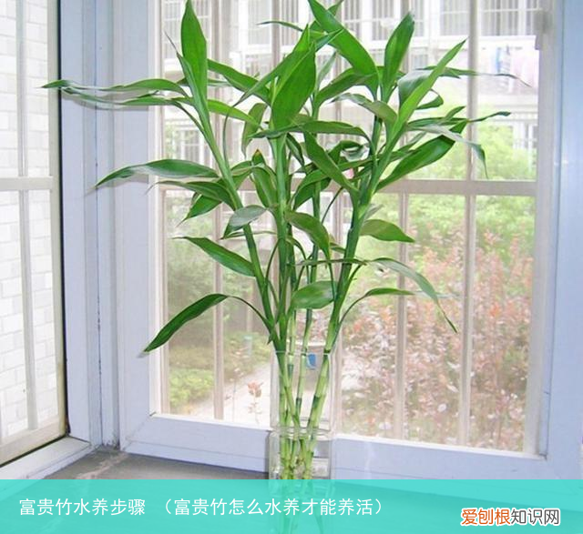 富贵竹怎么水养才能养活 富贵竹水养步骤