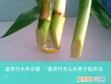 富贵竹怎么水养才能养活 富贵竹水养步骤
