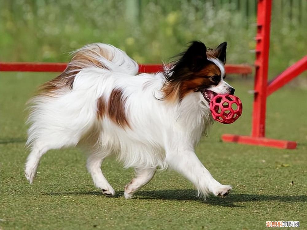 蝴蝶犬谁养谁后悔 蝴蝶犬好养吗容易生病吗