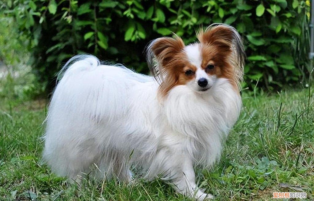 蝴蝶犬谁养谁后悔 蝴蝶犬好养吗容易生病吗