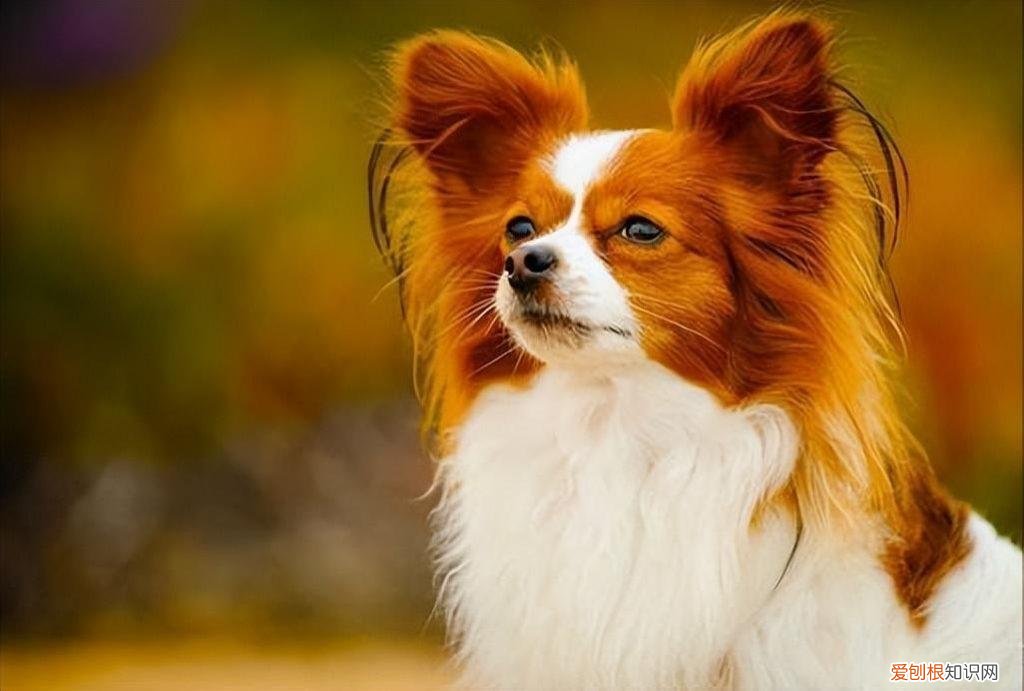 蝴蝶犬谁养谁后悔 蝴蝶犬好养吗容易生病吗