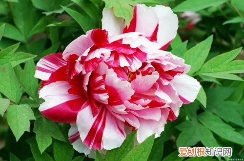 牡丹花如何施肥施什么肥料 牡丹花要怎么施肥？有哪些施肥方法？