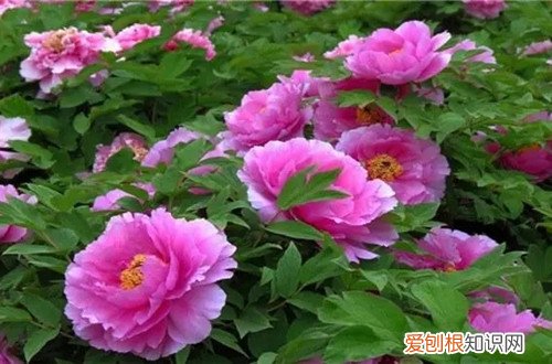 牡丹花如何施肥施什么肥料 牡丹花要怎么施肥？有哪些施肥方法？