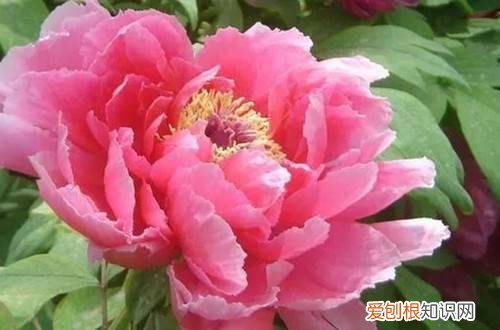 牡丹花如何施肥施什么肥料 牡丹花要怎么施肥？有哪些施肥方法？
