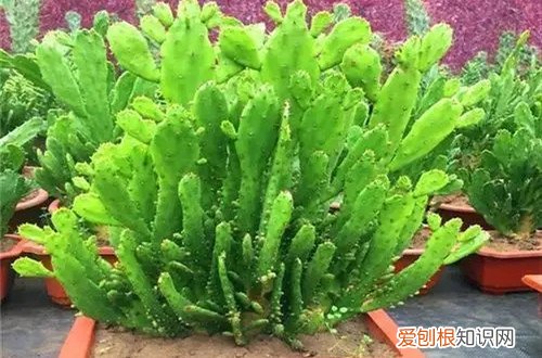 仙人掌千手观音花在家里养好吗 千手观音仙人掌要怎么养护？有哪些养护方法？