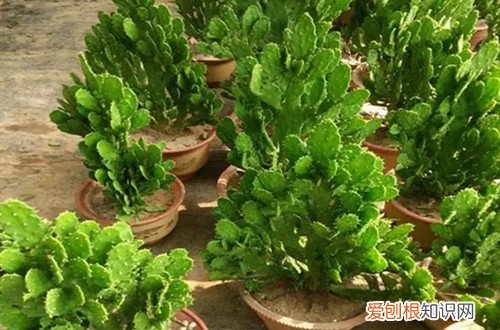 仙人掌千手观音花在家里养好吗 千手观音仙人掌要怎么养护？有哪些养护方法？