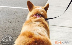 狗几个月开始训练大小便，该如何训练，几个月训练狗狗大小便
