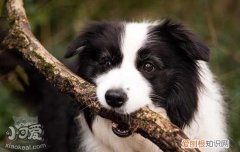 怎么训练小狗不咬人，你家狗也可以很听话，怎样训小狗不咬人