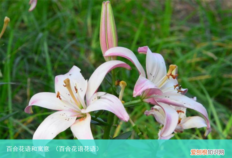 百合花语花语 百合花语和寓意